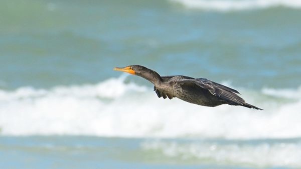 Double-Crested Cormorant...