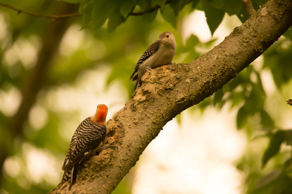 Woodpecker and youngster...