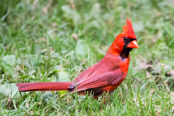 Proud Kentucky Cardinal...