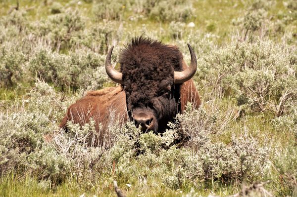 Bison are ALL over Yellowstone....
