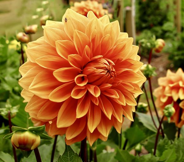 Dahlias Galore in Cornwall, England: If you like dahlias Varfell Farm ...