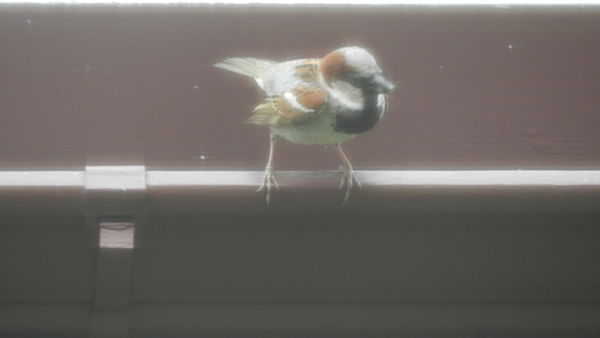 Song sparrow...