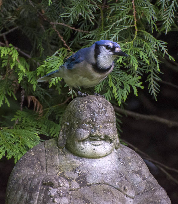 Buddha Blue Jay...