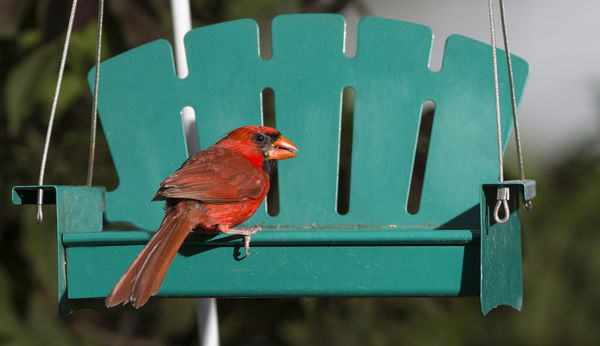 Northern Cardinal male...