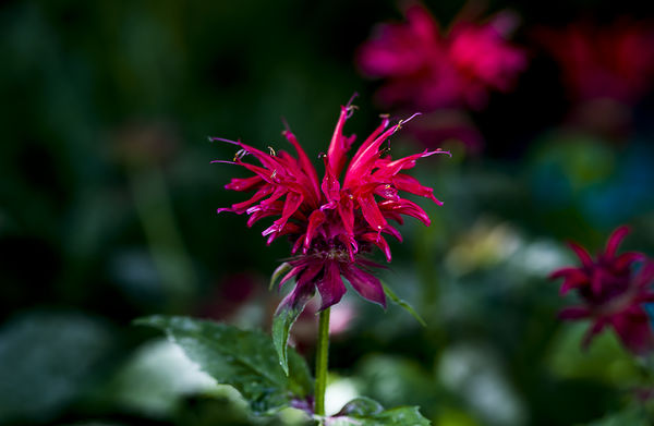bee balm plant for our hummers...