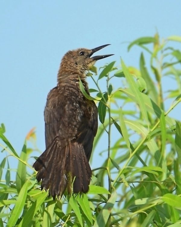 Boat-tailed Grackle - Female...