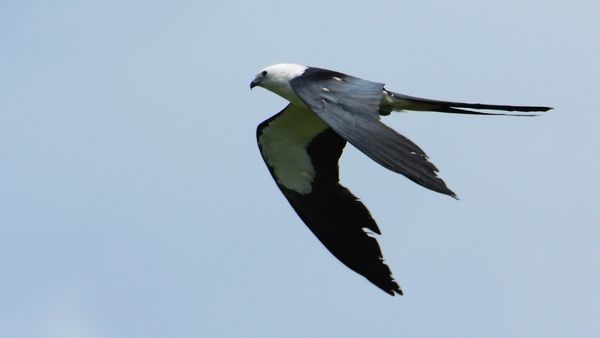 Swallow-tailed Kite...