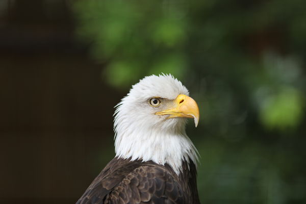 Bald Eagle Behind a Fence...