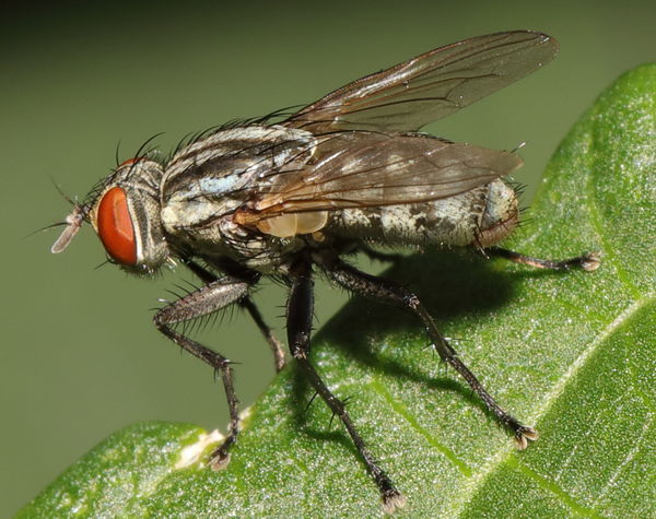 Macro Shot of a Fly on a Okra Leaf...