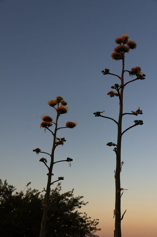Century plant blossoms, Midland, TX...