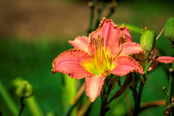 Day lilies are still blooming...