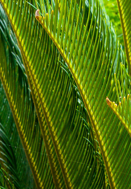 #4  Part of a sago palm (I think)...