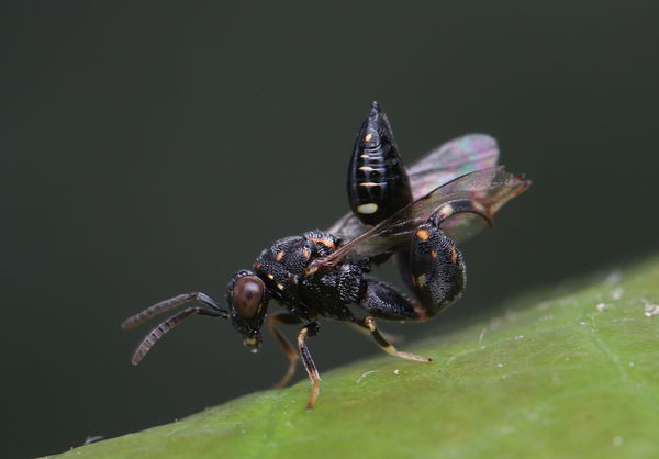 After recovery, this Chalcid wasp (Conura side) wa...
