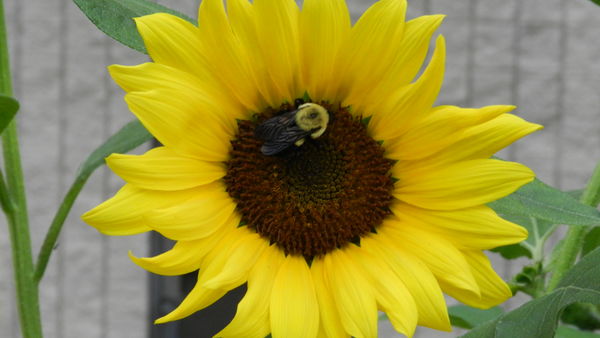 Bee on a sunflower...
