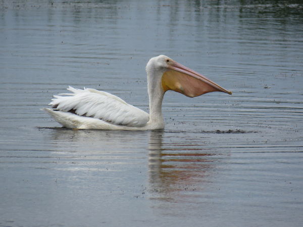 pelican 1...