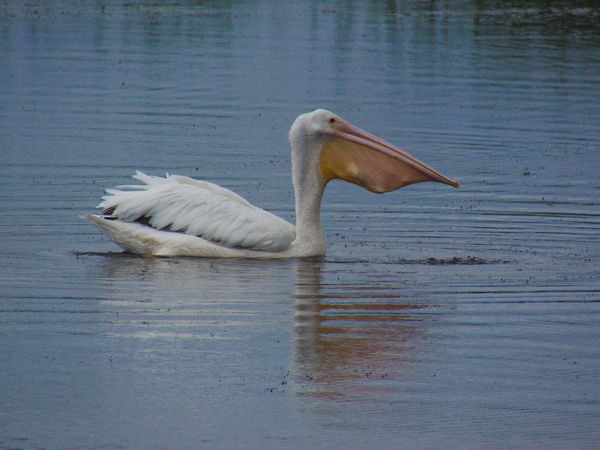 pelican 2...