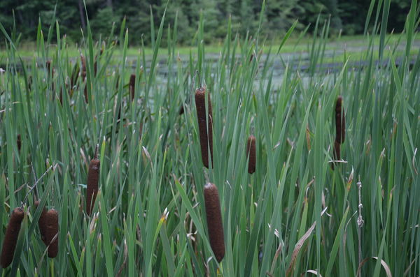 Cat Tails at the Marsh...