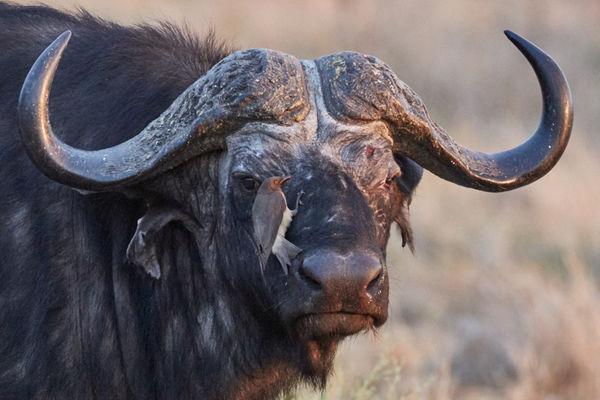 Oxpecker cleaning buffalo's face...
