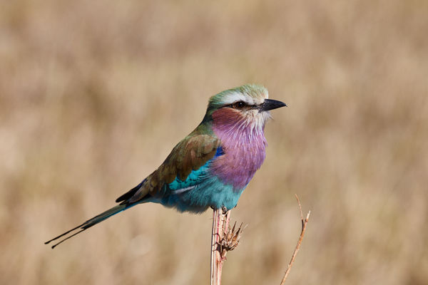Lilac-breasted Roller...
