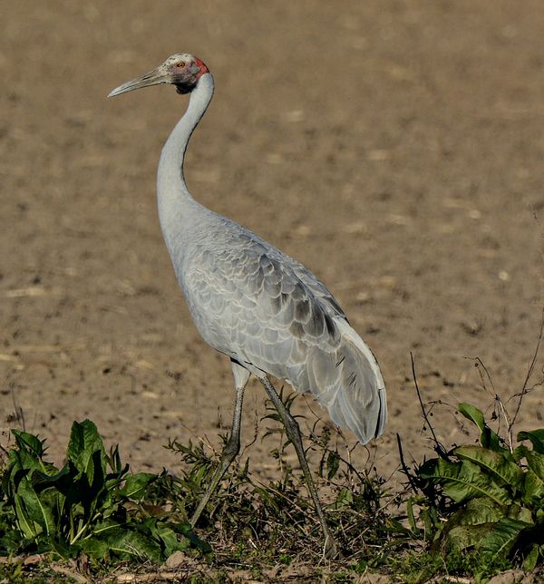 Brolgas (Australian Cranes): D7100/Tamron 150-600mm @ 600mm. These are ...