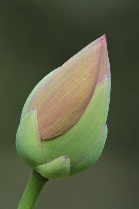This is the only lotus bud currently standing. It ...