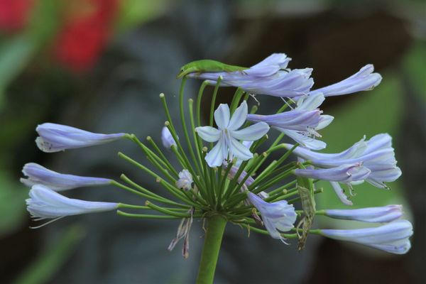 The lone agapanthus. It has held on to life much l...