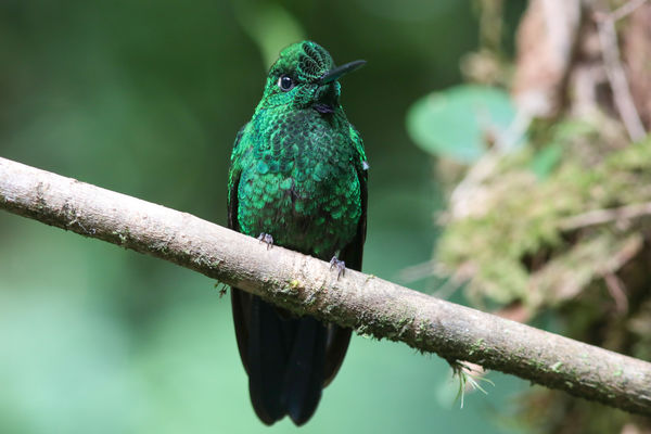 Green-Crowned Brilliant...