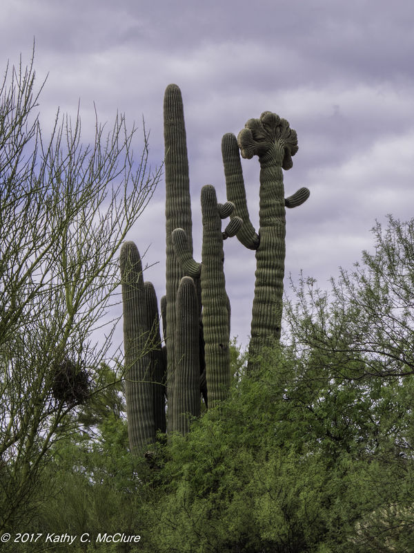 Crested Saguaro south of Tucson...
