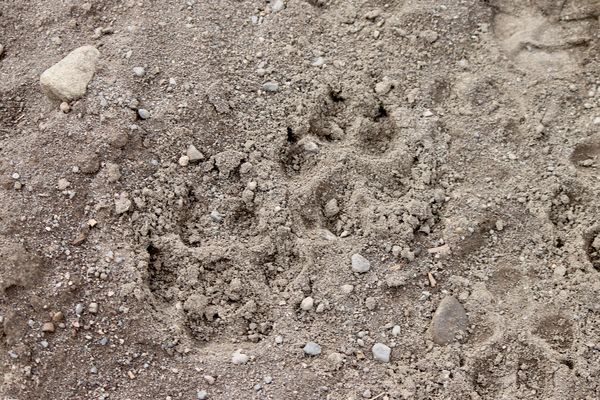 Wolf tracks on the trail...