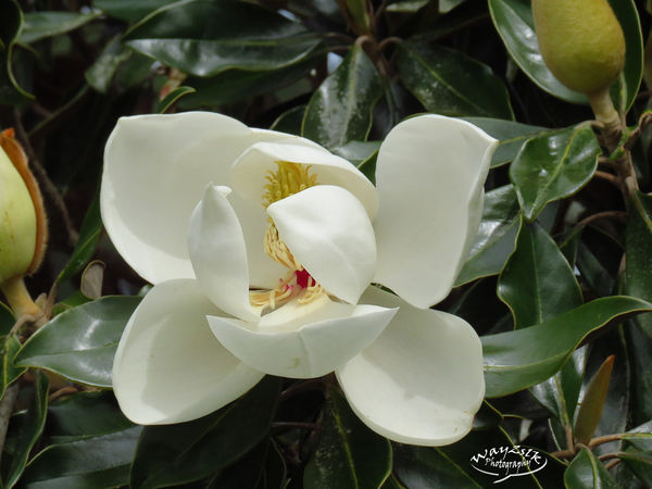 magnolia in the yard...