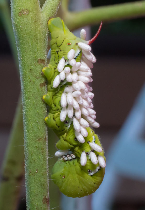 Another worm covered with wasp eggs...