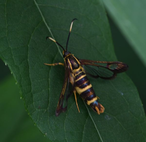 Clearwing Moth...