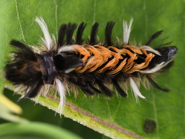 Milkweed Tussock Moth Caterpillar...