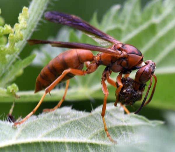 Polistes Wasp...