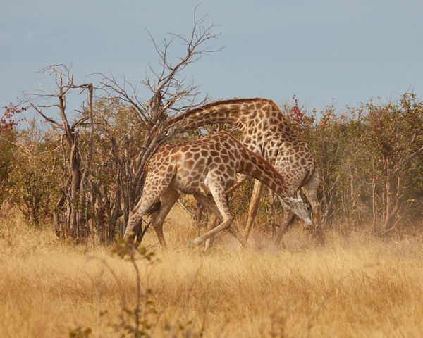 Young giraffe males sparring for dominance....