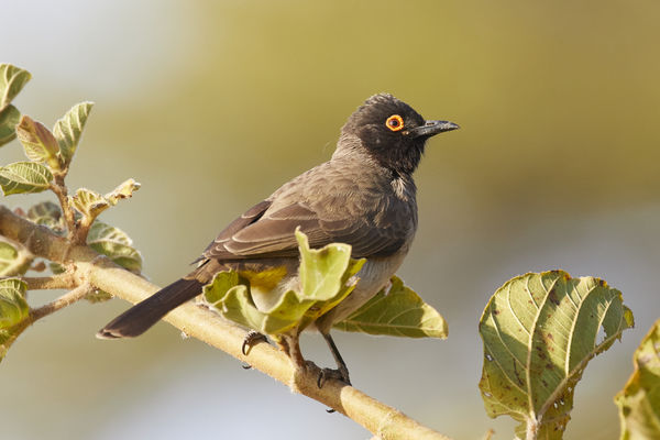 African Red-eyed Bulbul...