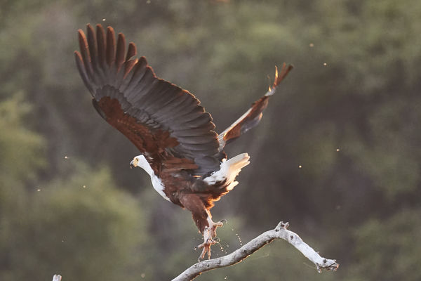 African Fish Eagle...