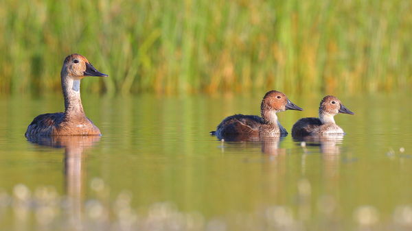 Canvasback hen and ducklings...