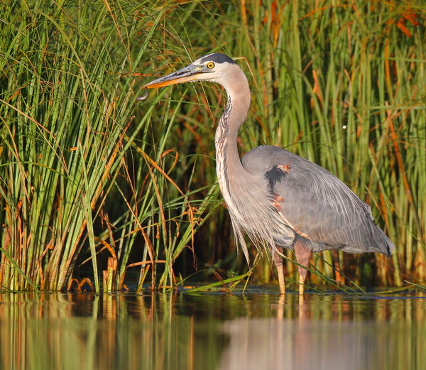 Gerlach's Floating Blind Bird Photography: Hi Everyone! I have been ...