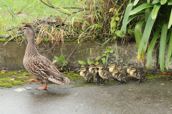 Mama and nine chicks walk past our house...