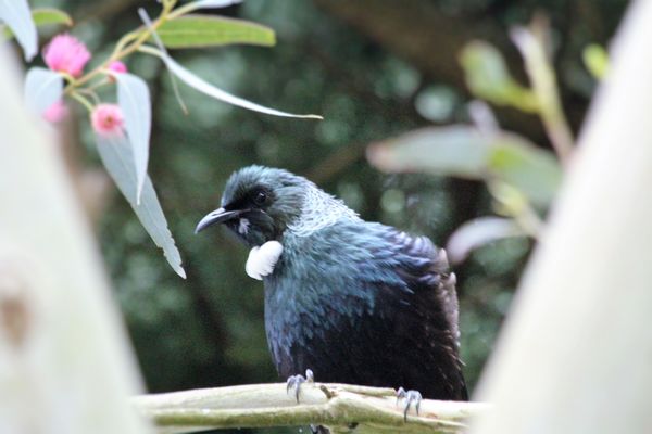 a Tui, otherwise known as a Parson Bird...