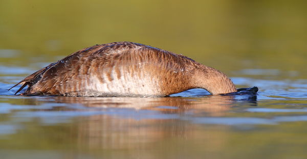 Diving canvasback...