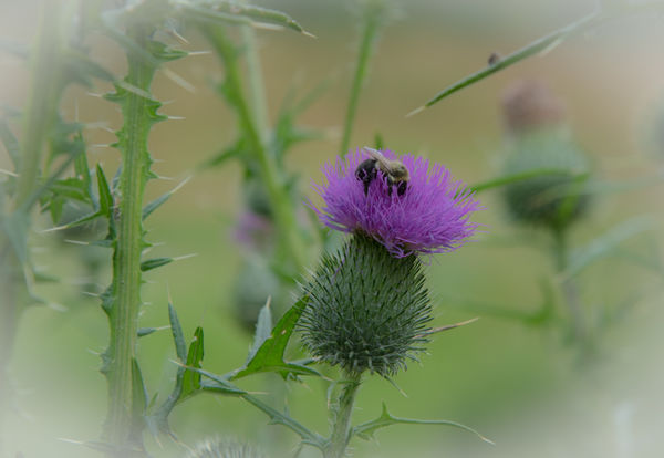 Thistles are blooming...