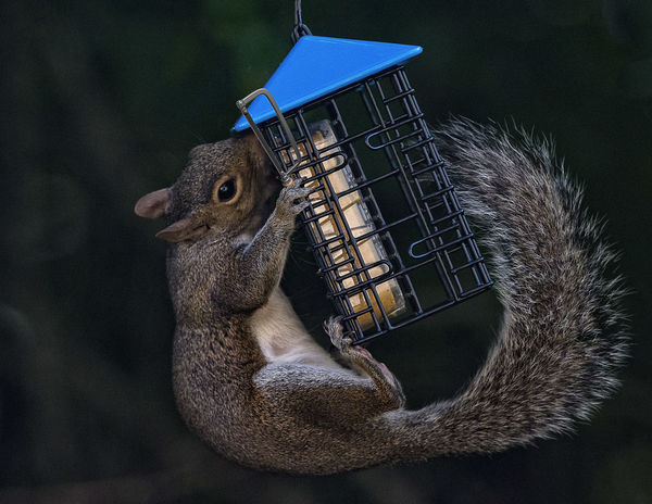 This is how the squirrle takes my feeder....