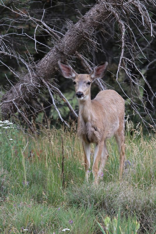 2 Deer and a Chipmunk: Caught these up in the mountains above Angel ...