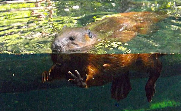 beaver swimming in pond taken through glass wall a...