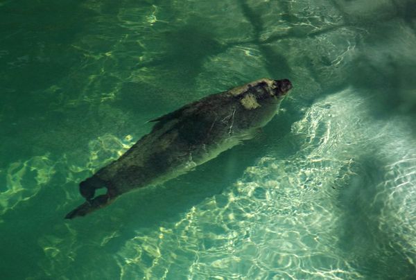 seal swimming at zoo...
