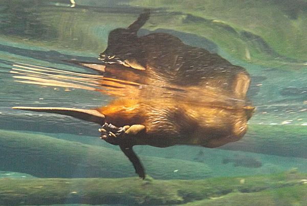beaver swimming at zoo...