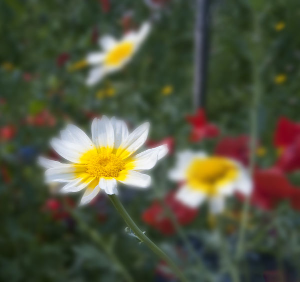my try at a lensbaby type picture...