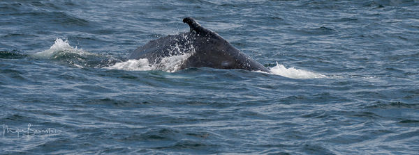 Humpback Whale Fin...